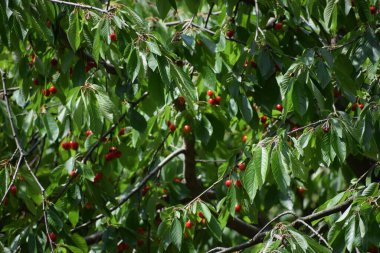 Ağaçtaki kırmızı kirazlar.