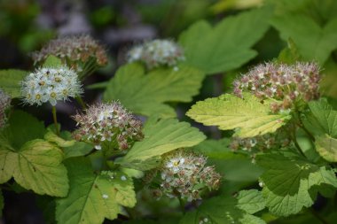 Ormandaki yabani çiçekler