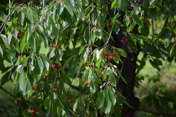 Bahçedeki bir ağacın kırmızı meyveleri