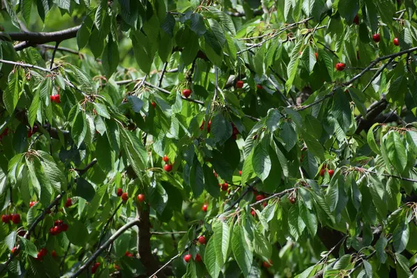 Yazın bahçede kirazlar