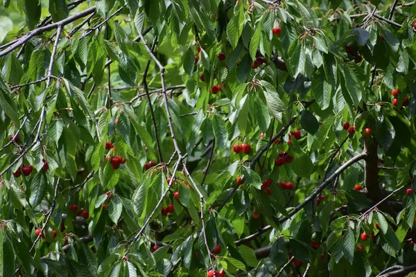 Bahçedeki bir ağacın kırmızı meyveleri