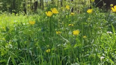 Videodaki sarı kır çiçekleri