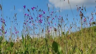 Mavi gökyüzü arkaplanındaki video çiçeklerinde