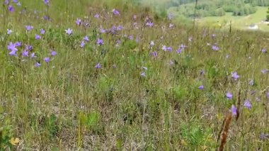 videoda, çan çiçekleri vadisinde