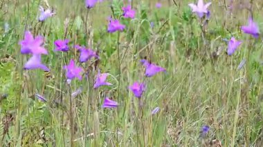 videoda, çan çiçekleri vadisinde