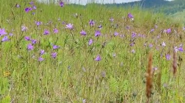 videoda, çan çiçekleri vadisinde