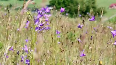 videoda, çan çiçekleri vadisinde