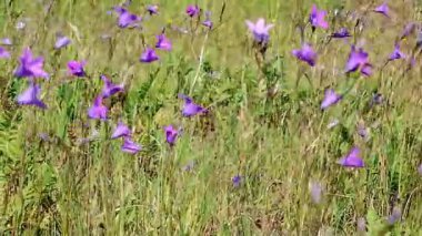 videoda, çan çiçekleri vadisinde