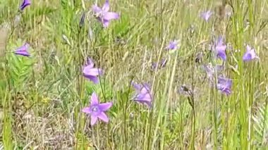 videoda, çan çiçekleri vadisinde