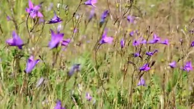 videoda, çan çiçekleri vadisinde