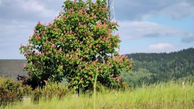 Videoda kırmızı çiçeklerle açan bir kestane ağacı var.