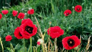 Kırmızı gelincikler yeşil çimlerde