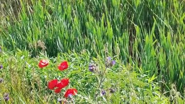 Kırmızı gelincikler yeşil çimlerde