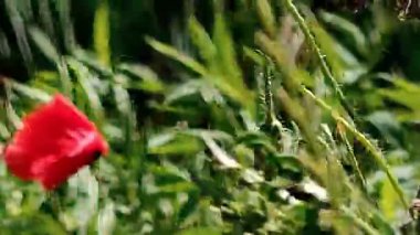 Kırmızı gelincikler yeşil çimlerde