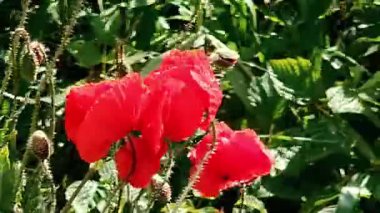 Kırmızı gelincikler yeşil çimlerde