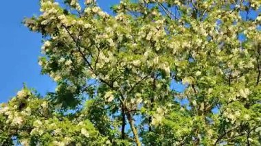 Videoda, rüzgar çiçek açan bir akasyanın dallarını sallıyor.