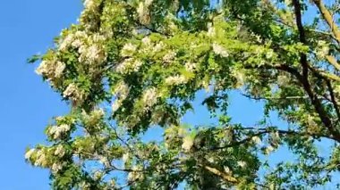 Videoda, rüzgar çiçek açan bir akasyanın dallarını sallıyor.
