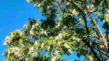 Videoda, rüzgar çiçek açan bir akasyanın dallarını sallıyor.