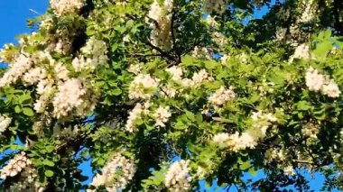 Videoda, rüzgar çiçek açan bir akasyanın dallarını sallıyor.