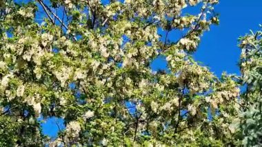 Videoda, rüzgar çiçek açan bir akasyanın dallarını sallıyor.