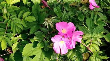 Video 'da gül ağacı çayı