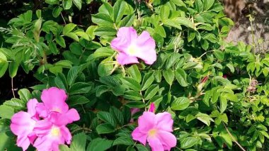 Video 'da gül ağacı çayı