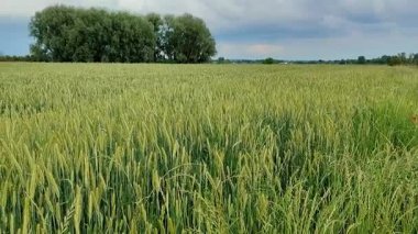 Videoda yeşil buğday tarlası