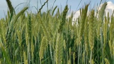 Videoda, tarlada buğday filizi