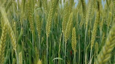 Videoda, tarlada buğday filizi