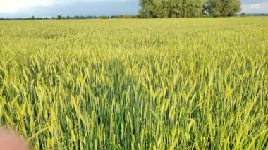 Videoda yeşil buğday tarlası