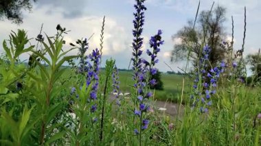 Video gökyüzüne karşı güzel kır çiçeklerini gösteriyor.