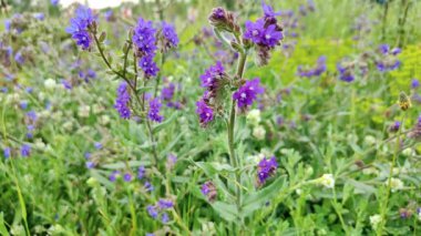 Bahçedeki güzel çiçekler