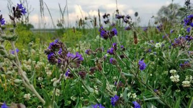 Videodaki güzel kır çiçekleri