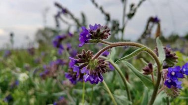 Videodaki güzel kır çiçekleri