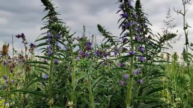 Videodaki güzel kır çiçekleri