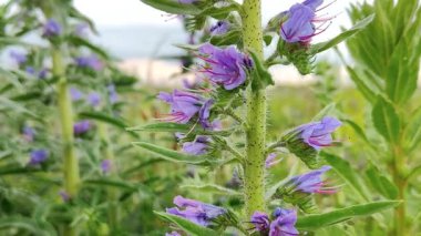 Videodaki güzel kır çiçekleri