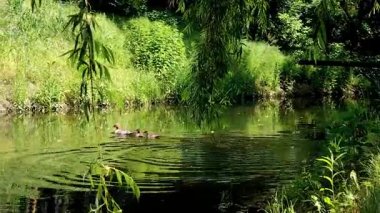 Videoda ördekler ön planda söğüt dallarıyla suda yüzüyorlar..