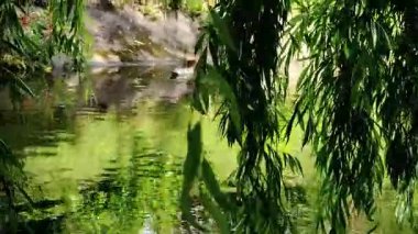 Videoda ördekler ön planda söğüt dallarıyla suda yüzüyorlar..