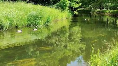 Videoda ördekler suda yüzüyor..