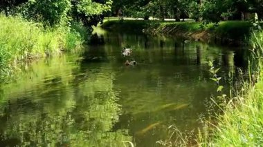 Ormandaki nehrin güzel manzarası