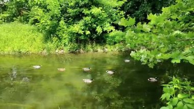 Videoda ördekler suda yüzüyor..