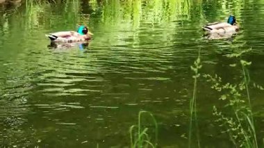 Videoda ördekler suda yüzüyor..