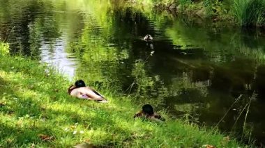 Videoda, iki vahşi ördek çimlerin üzerinde ve diğerleri derede yüzüyor..