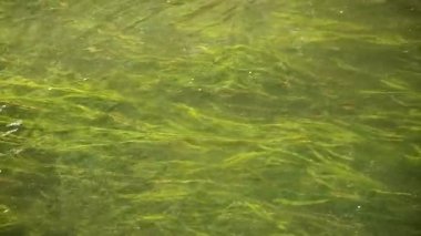 Suda akan bir derenin videosunda yeşil algler büyüyor..