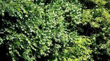 Videoda yasemin beyaz çiçeklerle çiçek açtı.