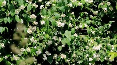 Videoda yasemin beyaz çiçeklerle çiçek açtı.