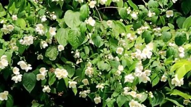 Videoda yasemin beyaz çiçeklerle çiçek açtı.