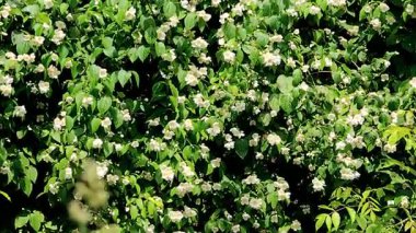 Videoda yasemin beyaz çiçeklerle çiçek açtı.