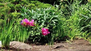 Bahçedeki güzel şakayık çiçeklerinde