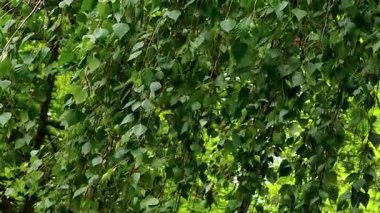 Huş ağacının videosu, rüzgarın dalları hışırdatması.